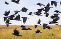 flock of black birds crows and rooks fly flock over plem in autumn against blue sky Royalty Free Stock Photo