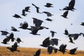 flock of black birds crows and rooks fly flock over plem in autumn against blue sky Royalty Free Stock Photo