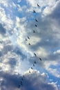 Flock of black birds flying against the sky with clouds Royalty Free Stock Photo