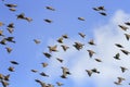 flock of black birds starlings flying high in the blue sky Royalty Free Stock Photo