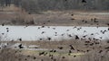 A flock of black birds taking flight.