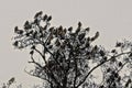 A flock of black birds on the top of a tree Royalty Free Stock Photo