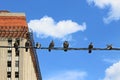 A flock of black birds on a wire Royalty Free Stock Photo