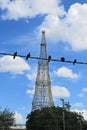 A flock of black birds on a wire Royalty Free Stock Photo