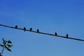 A flock of black birds on a wire Royalty Free Stock Photo