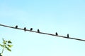 A flock of black birds on a wire Royalty Free Stock Photo