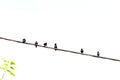 A flock of black birds on a wire Royalty Free Stock Photo