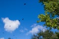 Flock of black common boat-tailed grackles soar over mangrove forest