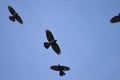 Flock of black corvus in a blue sky Royalty Free Stock Photo
