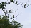 black crowned night heron birds perch on tree branch