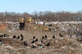 A flock of black crows on a city garbage dump. Dozers,