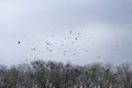 A flock of black crows flies over the tree treetop