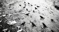 Flock of Black Crows on Snowy Ground in Winter Royalty Free Stock Photo