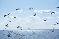 A Flock Of Black Double-crested Cormorant Phalacrocorax Auritus Sea Birds Against A Blue Cloudy Sky