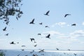 A Flock Of Black Double-crested Cormorant Phalacrocorax Auritus Sea Birds Against A Blue Cloudy Sky