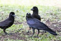 Flock of black feather crow on grass meadow