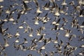 A flock of black-headed gulls, Chroicocephalus Ridibundus  - birds in flight Royalty Free Stock Photo