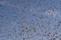 A flock of black-headed gulls, Chroicocephalus Ridibundus  - birds in flight Royalty Free Stock Photo