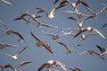 A flock of black-headed gulls, Chroicocephalus Ridibundus flying with the blue sky Royalty Free Stock Photo