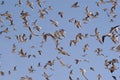 A flock of black-headed gulls, Chroicocephalus Ridibundus  - birds in flight Royalty Free Stock Photo