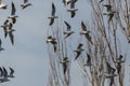 Flock of black-headed gulls larus ridibundus flying in front of trees