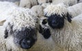 Flock of black nosed sheep in Switzerland Royalty Free Stock Photo