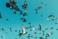 Pigeons In A Blue Sky. Freedom Destination Travel Concept