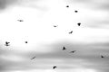 Flock of black ravens in gray sky