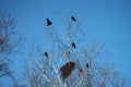 Flock of black ravens perched on a dead tree against a clear blue sky