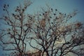 A flock of black ravens sits on the branches of a large bare tree against a background of blue sky in spring Royalty Free Stock Photo