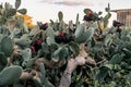 A flock of black roosters and hens, free range in a field, perched on Opuntia prickly pear pads Royalty Free Stock Photo