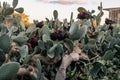 A flock of black roosters and hens, free range in a field, perched on Opuntia prickly pear pads Royalty Free Stock Photo