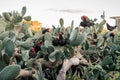 A flock of black roosters and hens, free range in a field, perched on Opuntia prickly pear pads Royalty Free Stock Photo