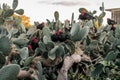 A flock of black roosters and hens, free range in a field, perched on Opuntia prickly pear pads Royalty Free Stock Photo