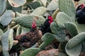 A flock of black roosters and hens, free range in a field, perched on Opuntia prickly pear pads Royalty Free Stock Photo