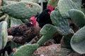 A flock of black roosters and hens, free range in a field, perched on Opuntia prickly pear pads Royalty Free Stock Photo