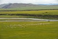 Flock of black sheep grazing on a vast plain in the Orkhon Valley