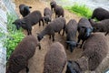 A flock of black sheep in a pen in the Swiss Alps. Sunny summer day, top view, no people Royalty Free Stock Photo