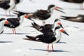 A flock of black skimmer birds give a pop of color while standing on a white sandy seashore. Royalty Free Stock Photo