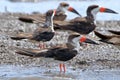 Flock of Black Skimmer Rynchops niger perched on water. Jandaira; Bahia; Brazil