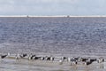 Flock of black skimmers in the sun Royalty Free Stock Photo