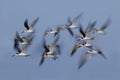Flock of Black Skimmers in flight - Crystal River, Florida Royalty Free Stock Photo