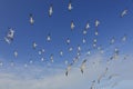 Flock of Black Skimmers in Flight - Florida Royalty Free Stock Photo