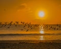 Flock of Skimmers in the Golden Sunrise Royalty Free Stock Photo