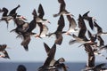 Flock of Black Skimmers in flight Royalty Free Stock Photo