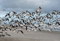 Flock of Black Skimmers over Florida Beach Royalty Free Stock Photo