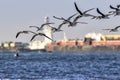 Flock of black skimmers Rynchops niger  flying over ocean Royalty Free Stock Photo