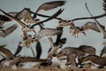 Flock of black skimmers on sandbar Royalty Free Stock Photo