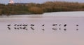 Flock of black skimmers, sunset, Galveston