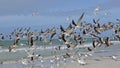 Flock of Black Skimmers Taking Flight - Florida Royalty Free Stock Photo